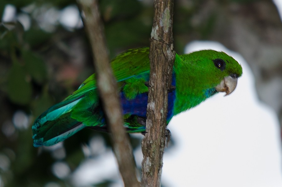 Blue-bellied Parrot - ML187087991