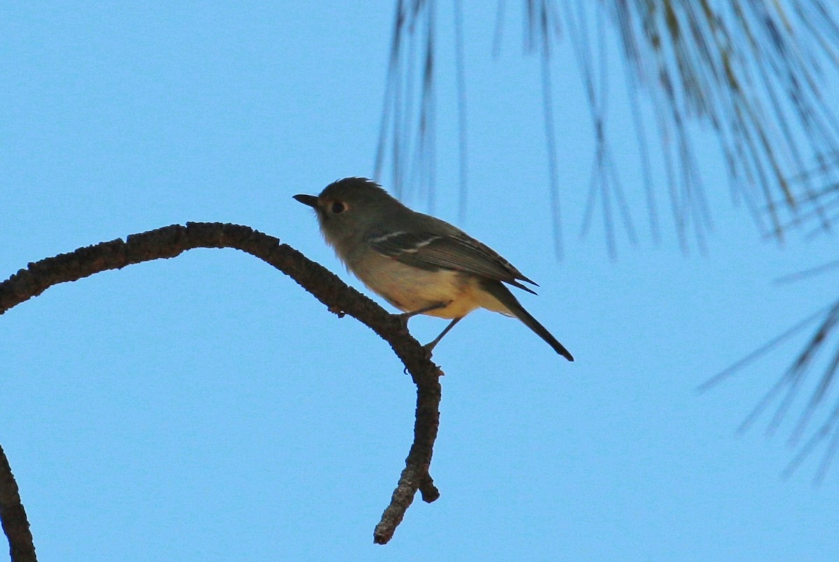 Bell's Vireo - Suzanne O'Rourke