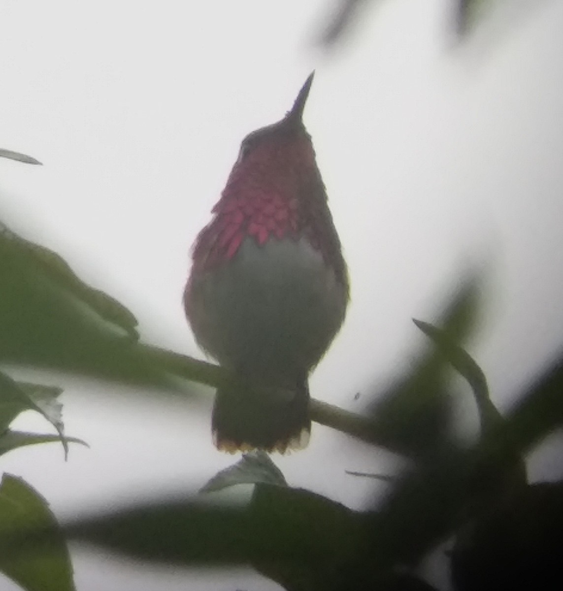 Wine-throated Hummingbird - ML187102731