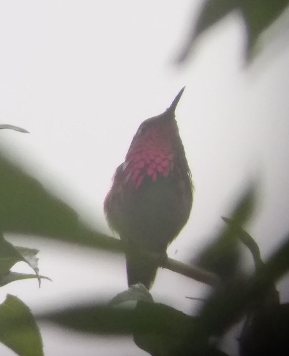 Wine-throated Hummingbird - ML187102821