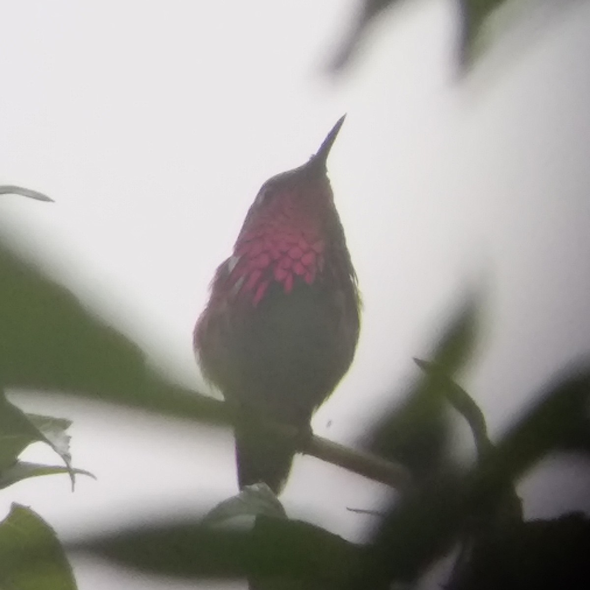 Wine-throated Hummingbird - Roberto Olmos