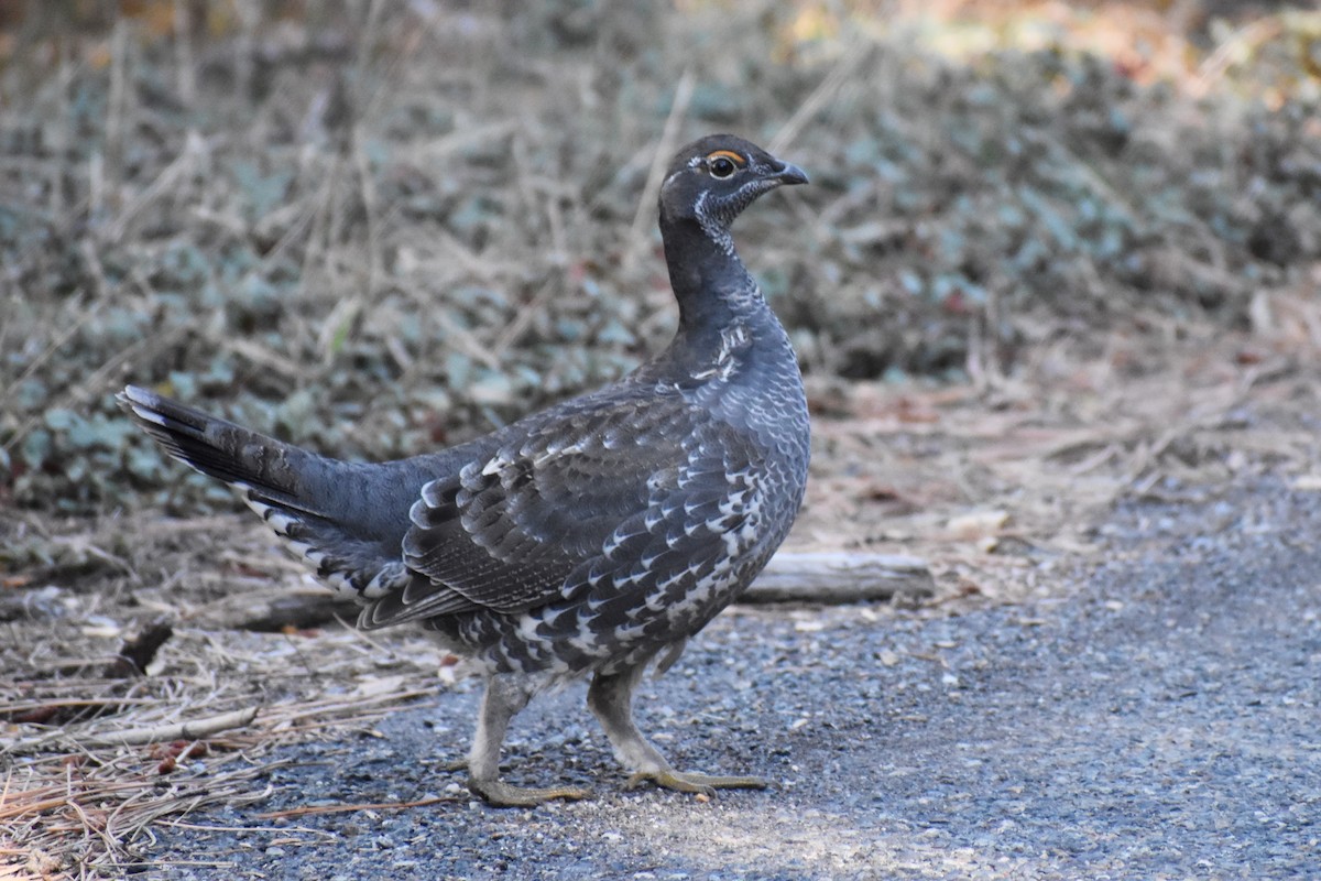 Sooty Grouse - Mike Grifantini