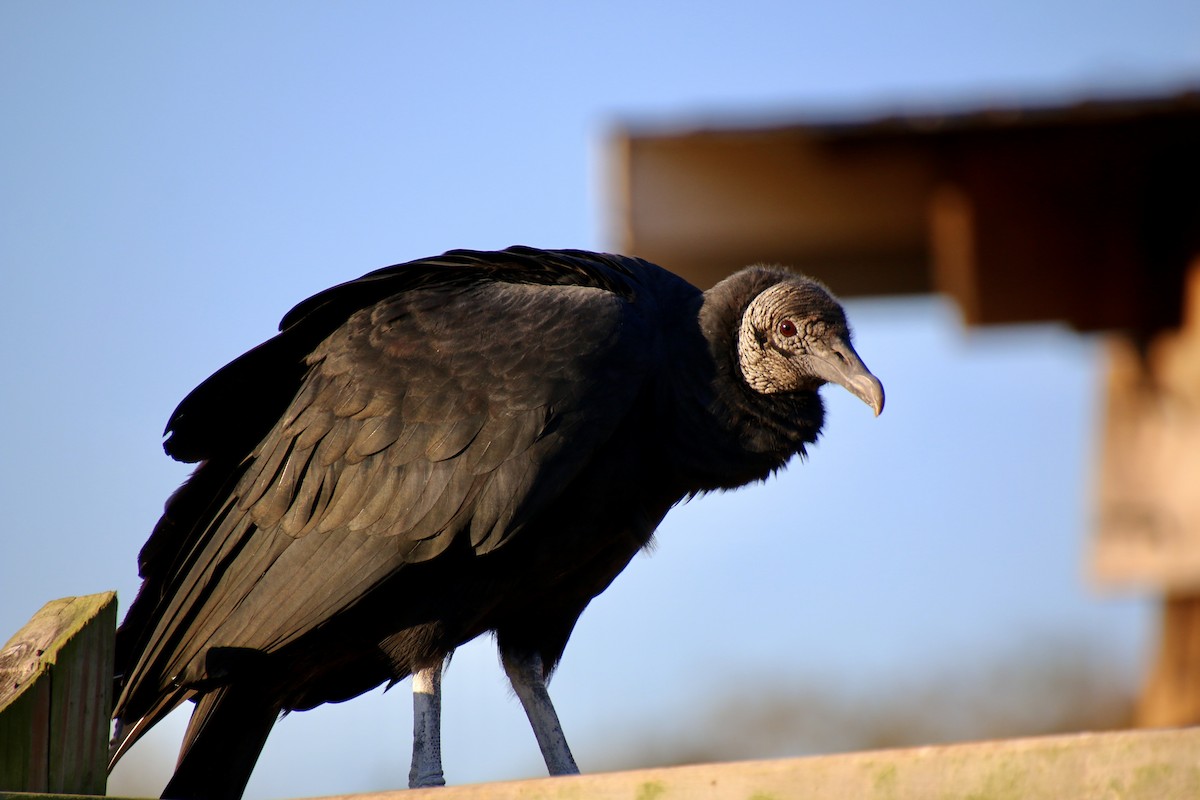 Black Vulture - Sarah rackowski