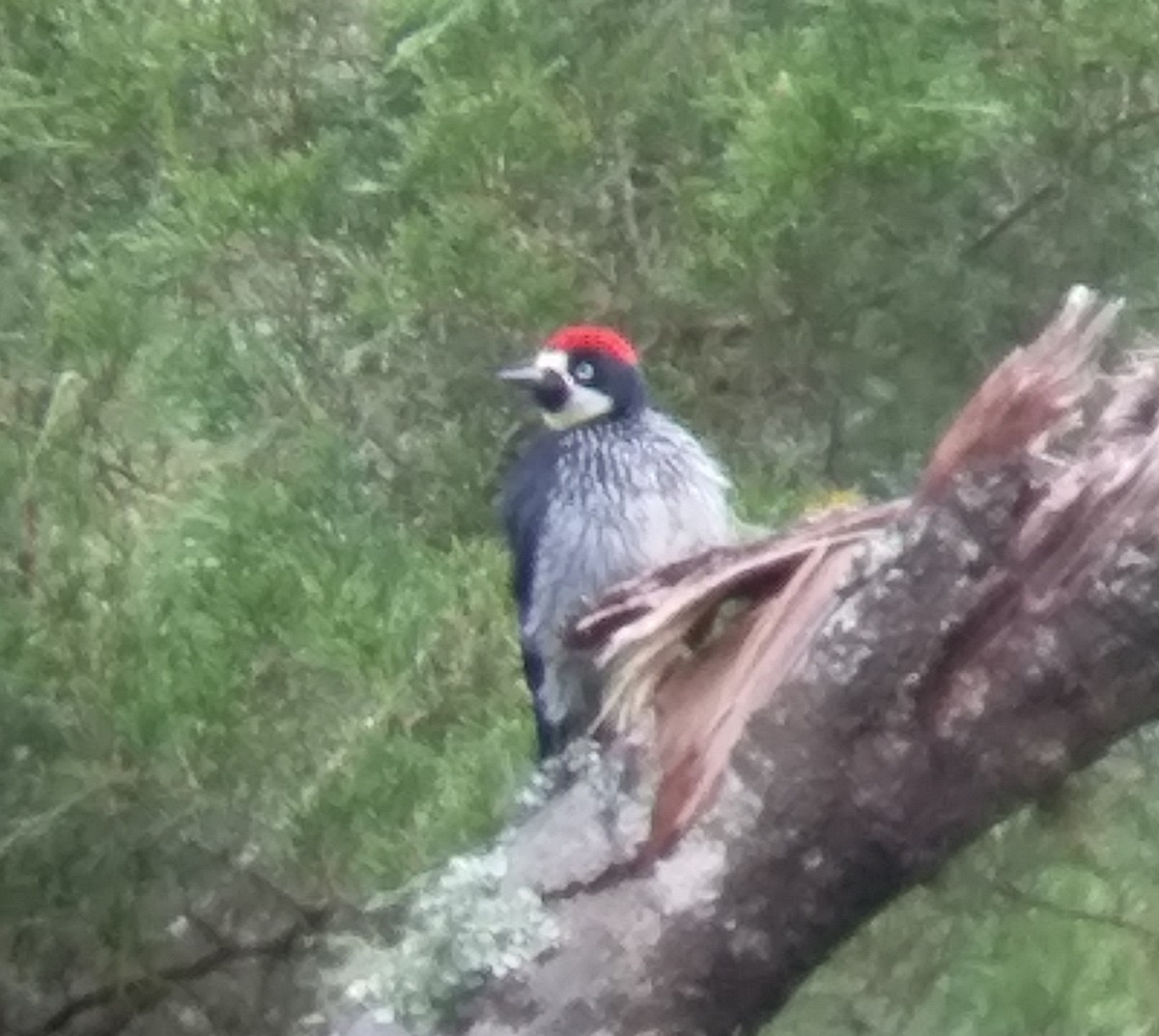 Acorn Woodpecker - ML187105341
