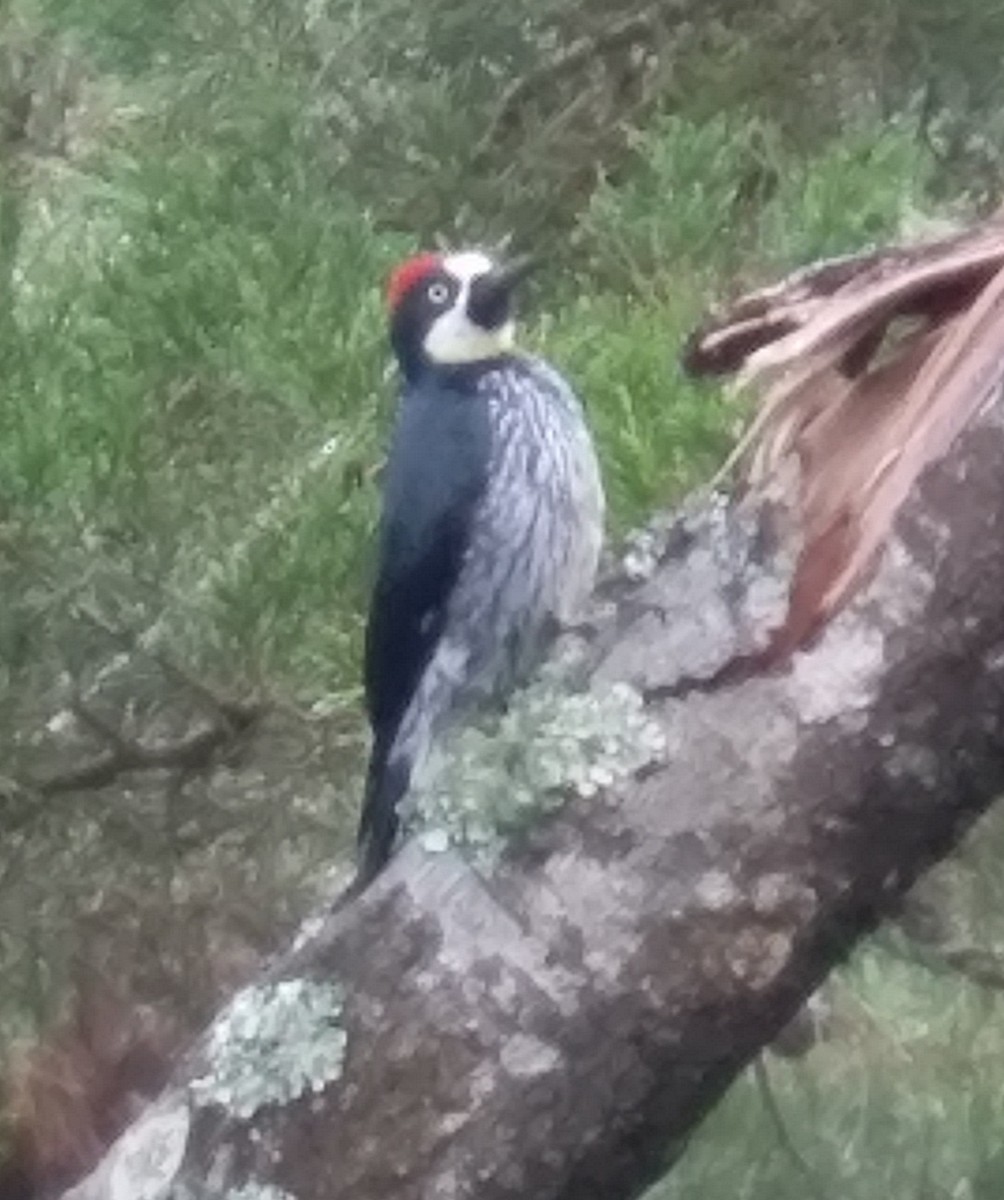 Acorn Woodpecker - ML187105391