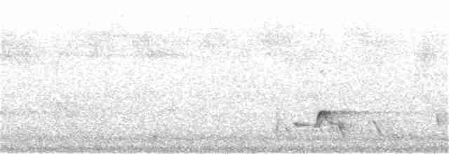 Çizgili Panterkuşu (striatus) - ML187105981