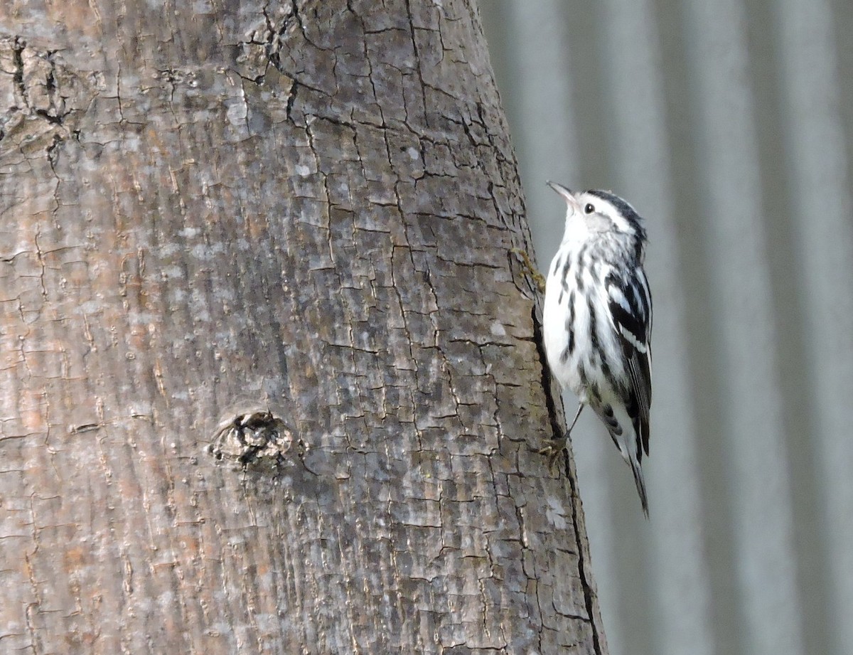 Black-and-white Warbler - ML187109351