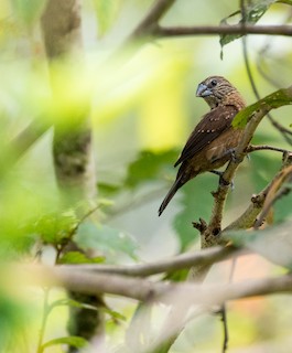  - White-spotted Munia