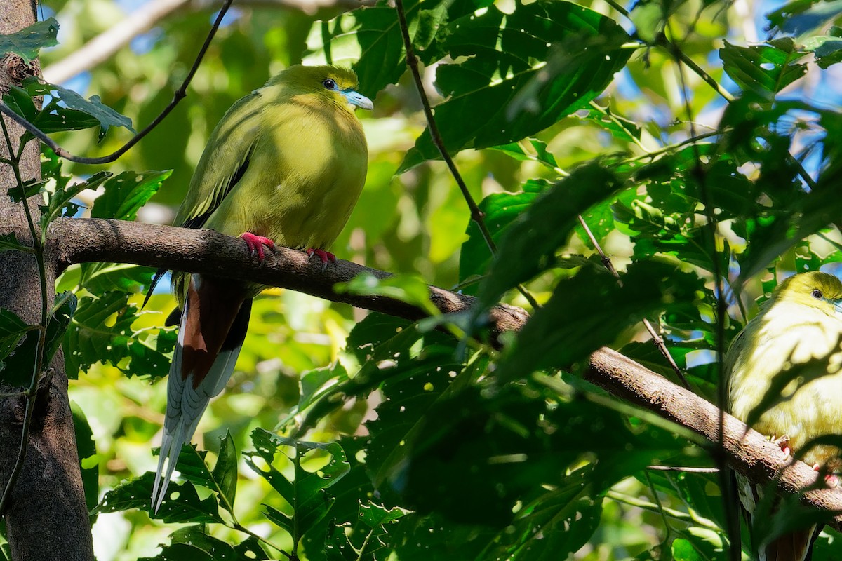 Pin-tailed Green-Pigeon - ML187113251