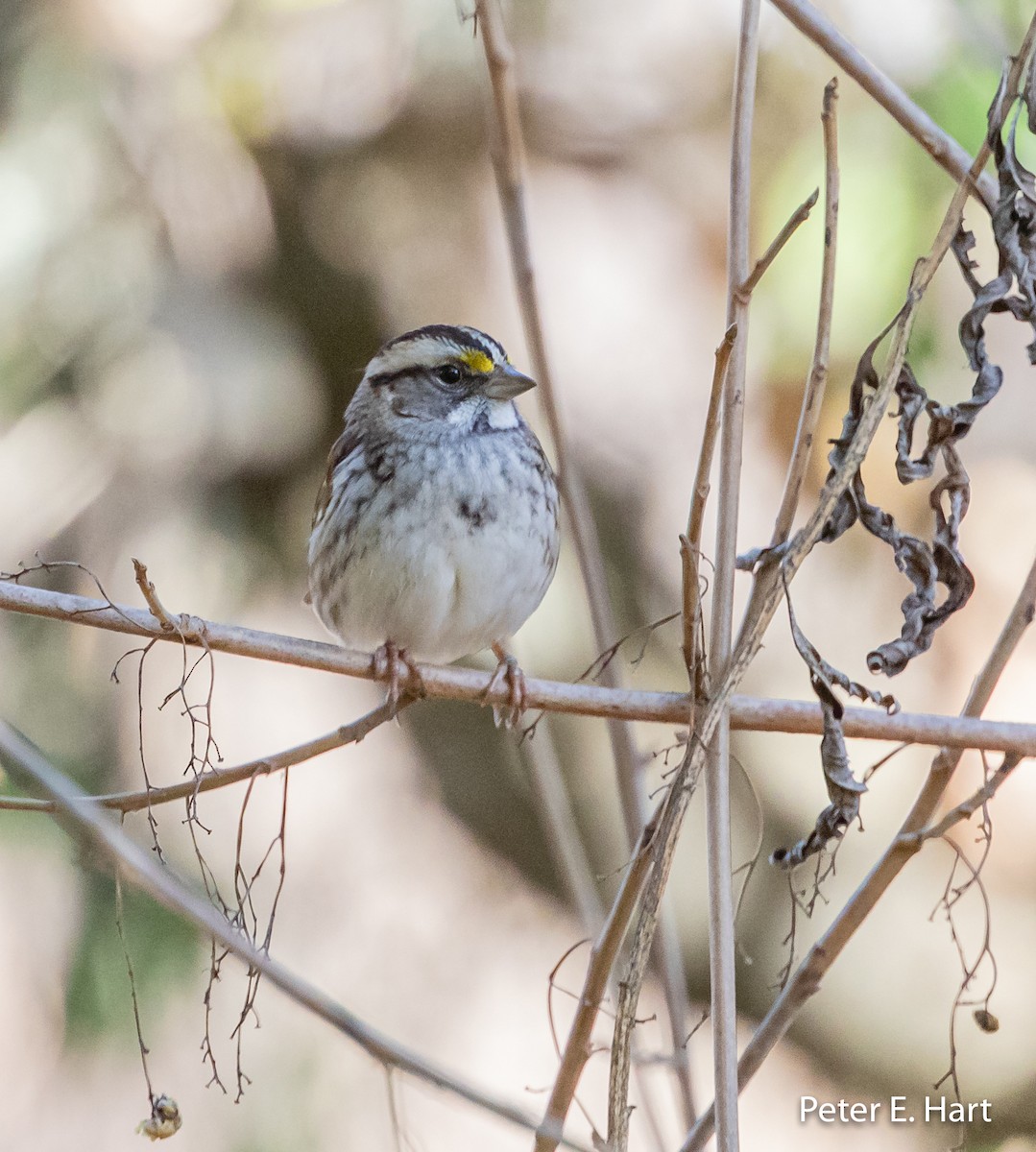 White-throated Sparrow - ML187113941