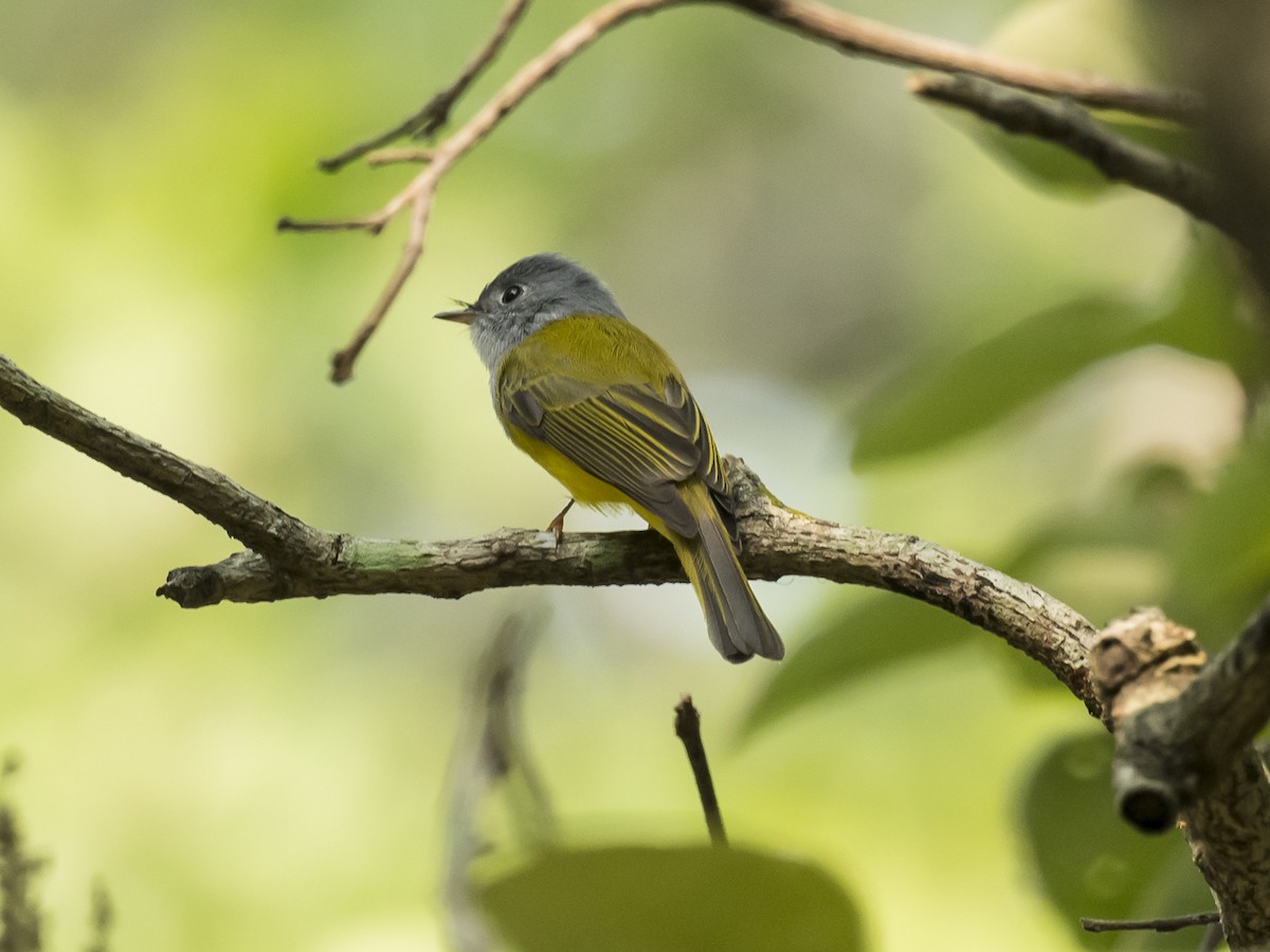 Gray-headed Canary-Flycatcher - Subhadra Devi