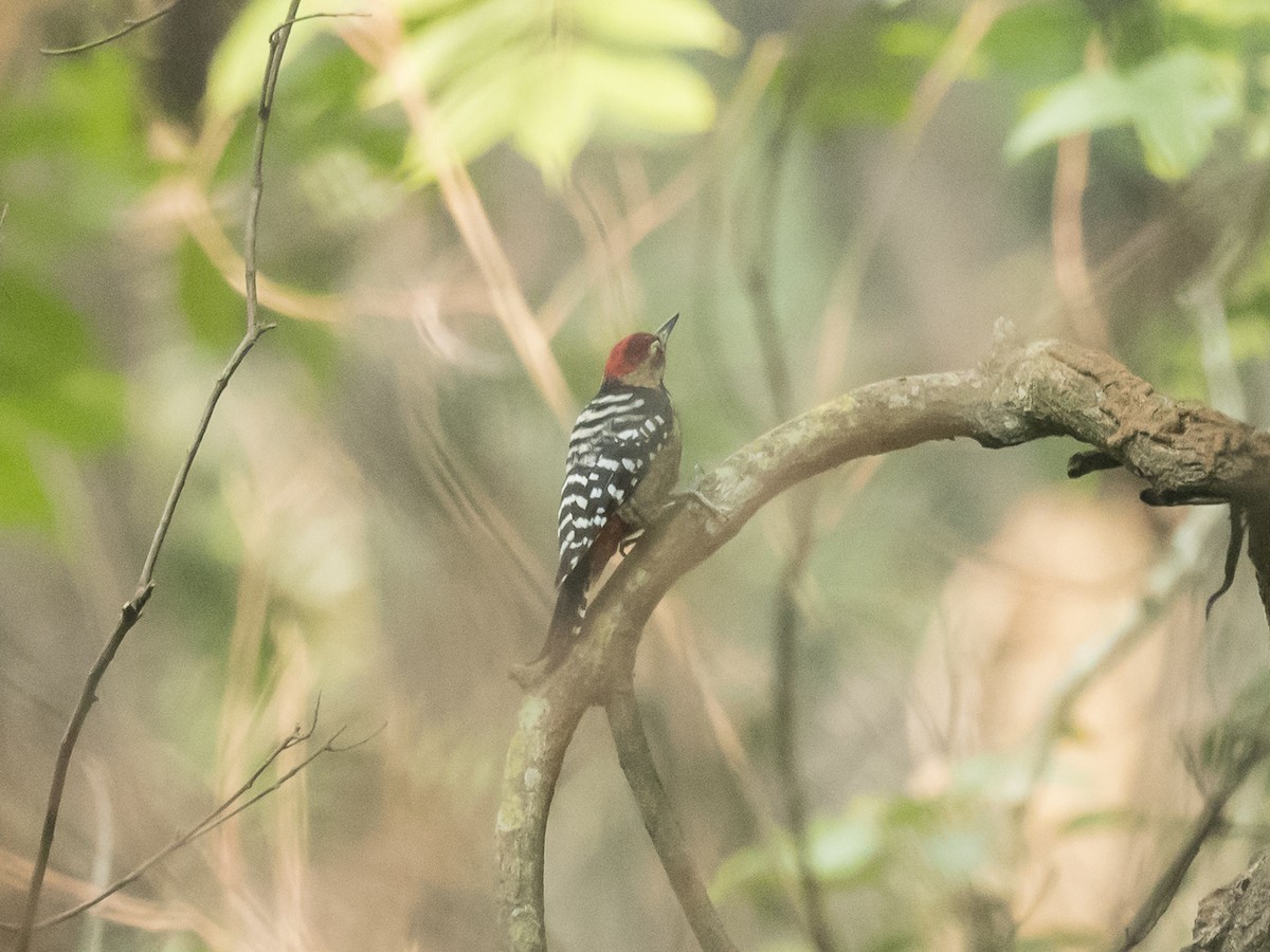 Fulvous-breasted Woodpecker - ML187116591