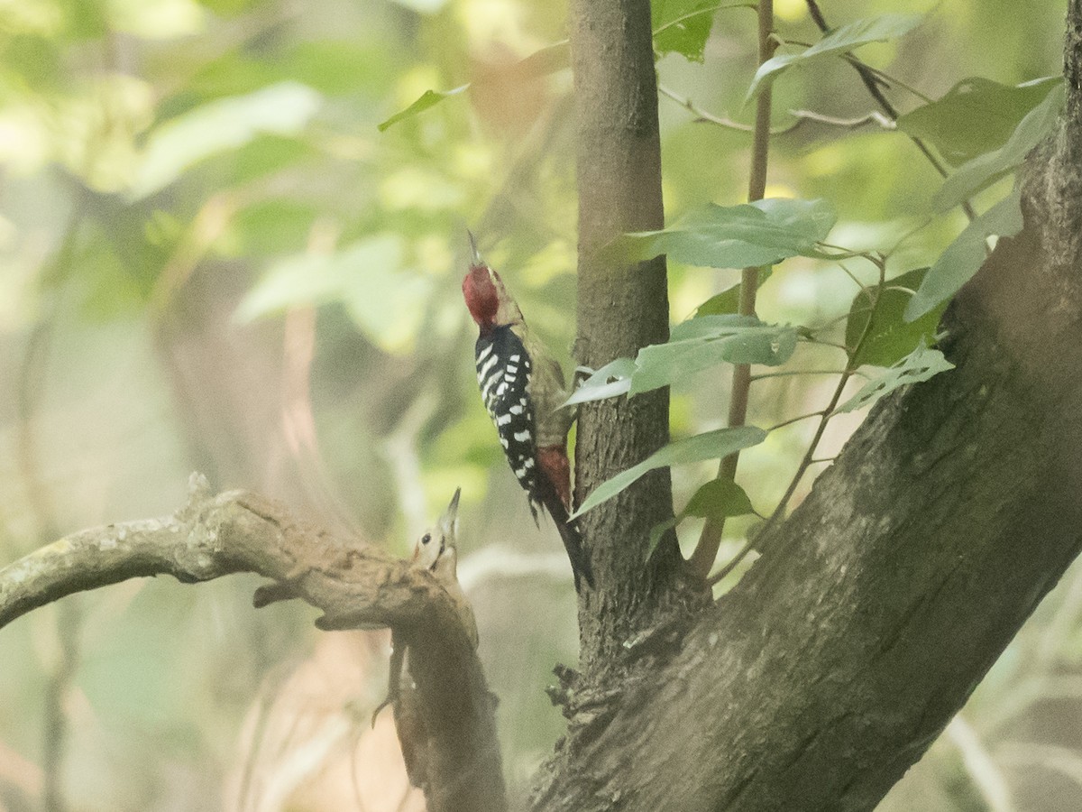 Fulvous-breasted Woodpecker - ML187116651