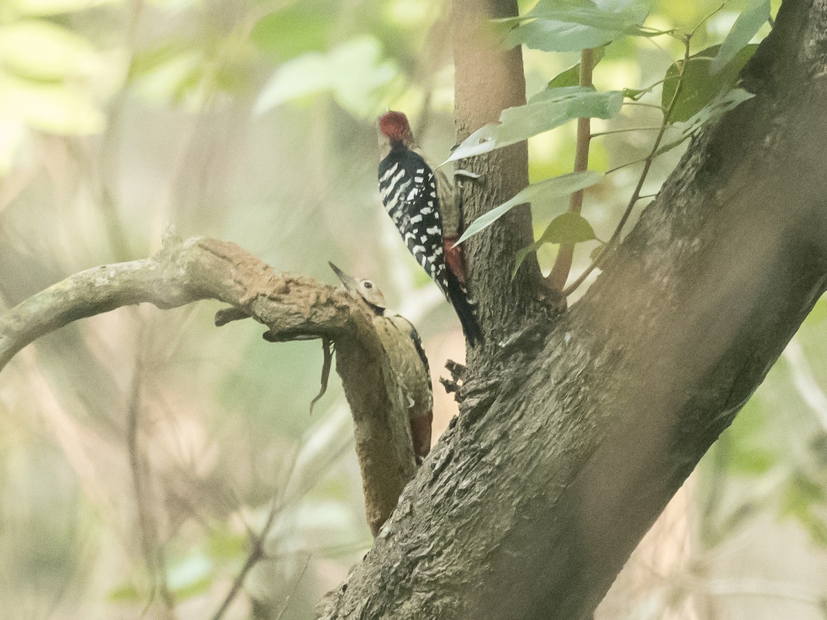 Fulvous-breasted Woodpecker - Subhadra Devi