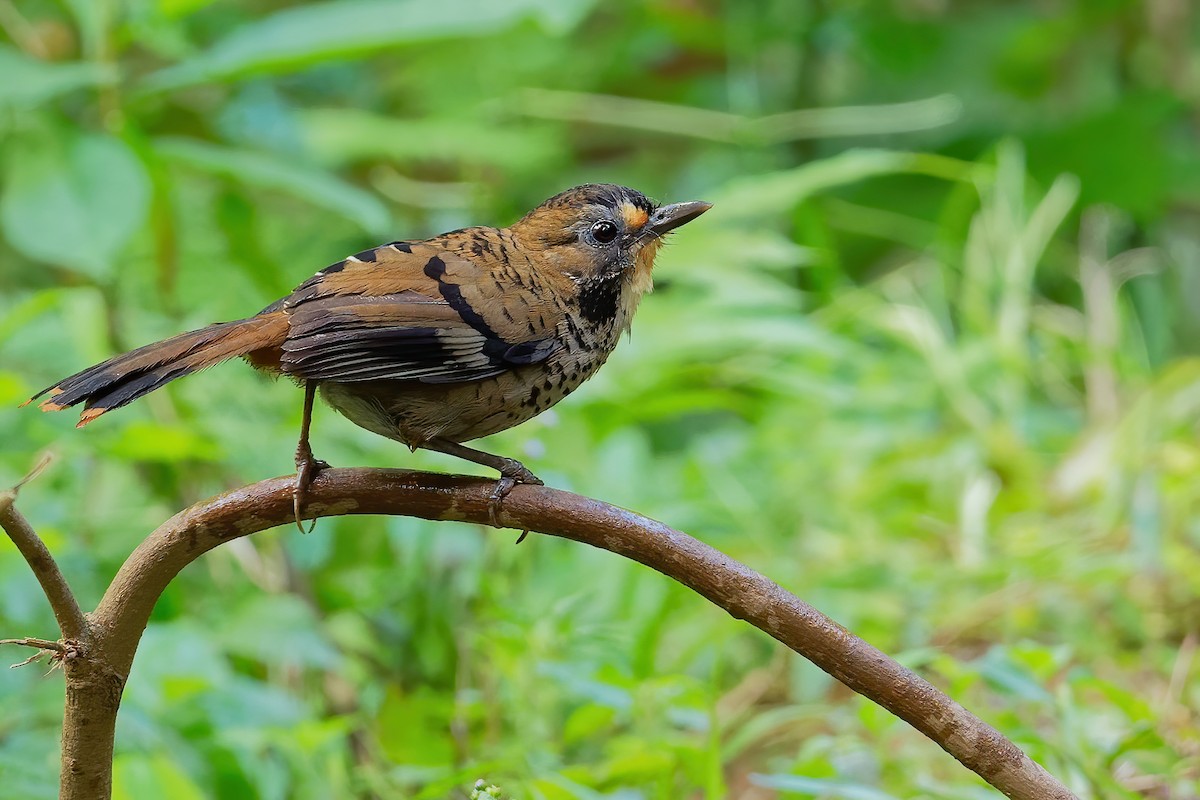 Rufous-chinned Laughingthrush - Vincent Wang
