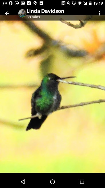 Blue-tailed Emerald - ML187118581