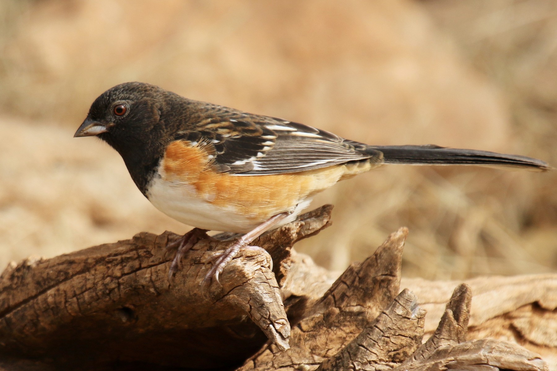 雑種 ホシワキアカトウヒチョウ ｘ ワキアカトウヒチョウ Ebird