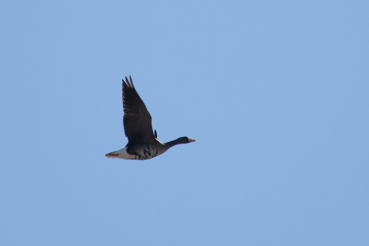 Greater White-fronted Goose - ML187119151