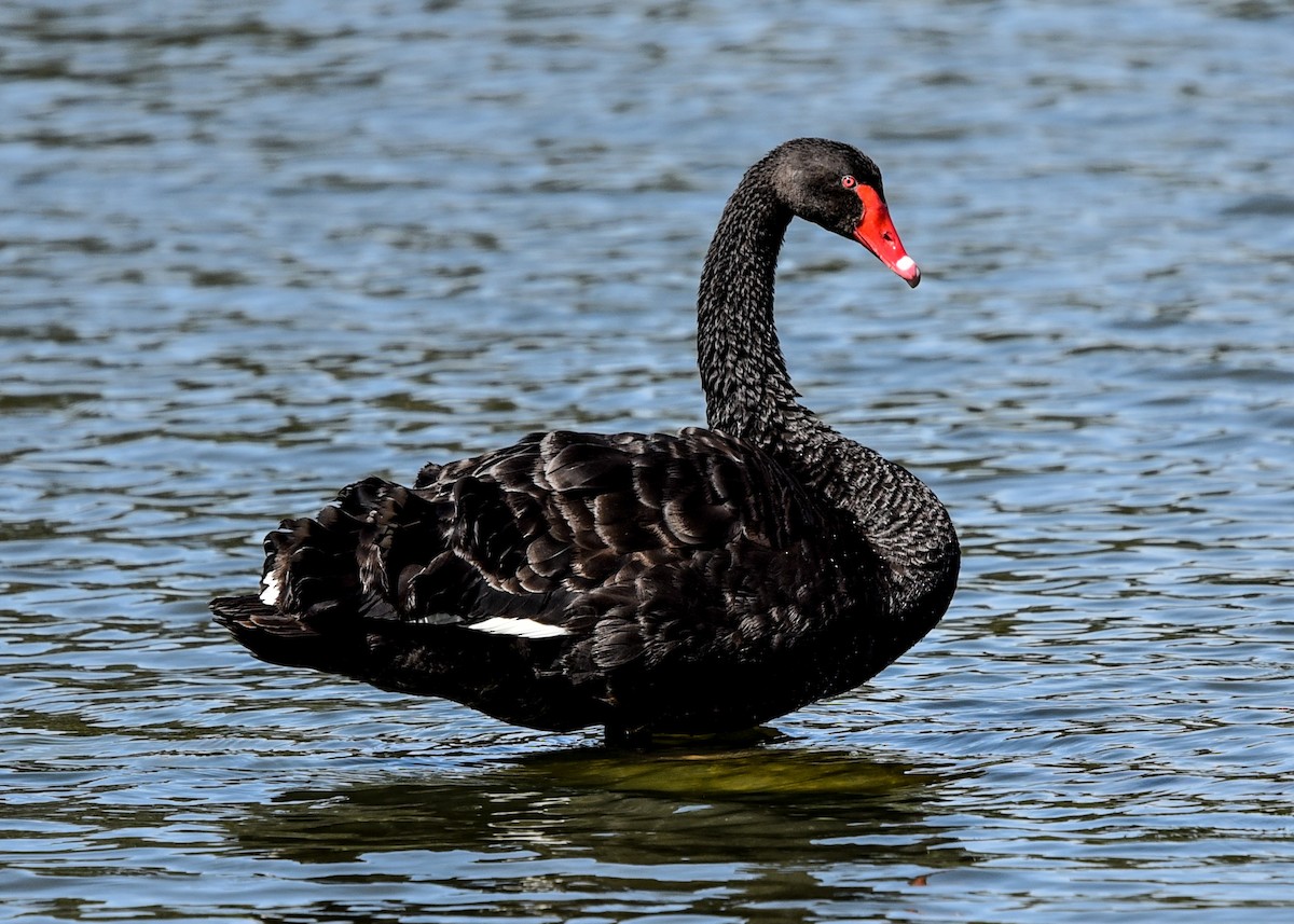 Black Swan - Bruce Wedderburn