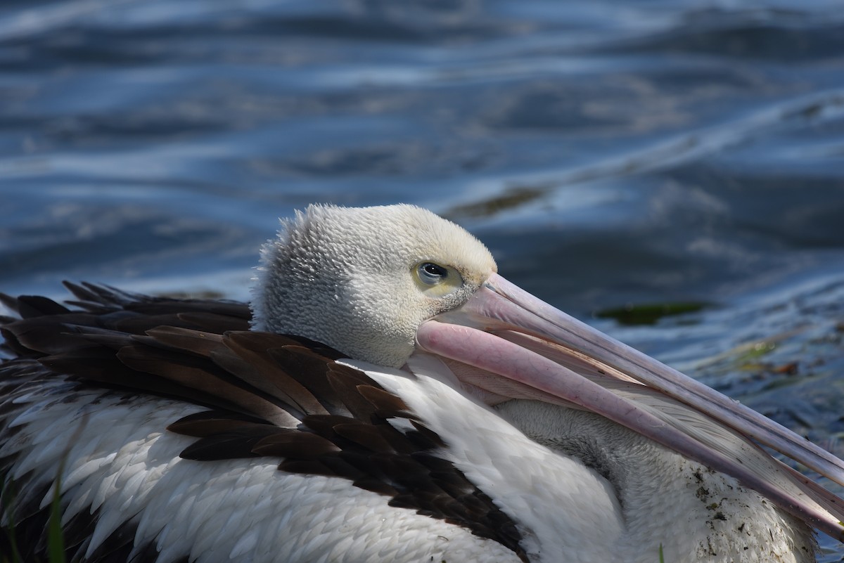 Australian Pelican - Bruce Wedderburn