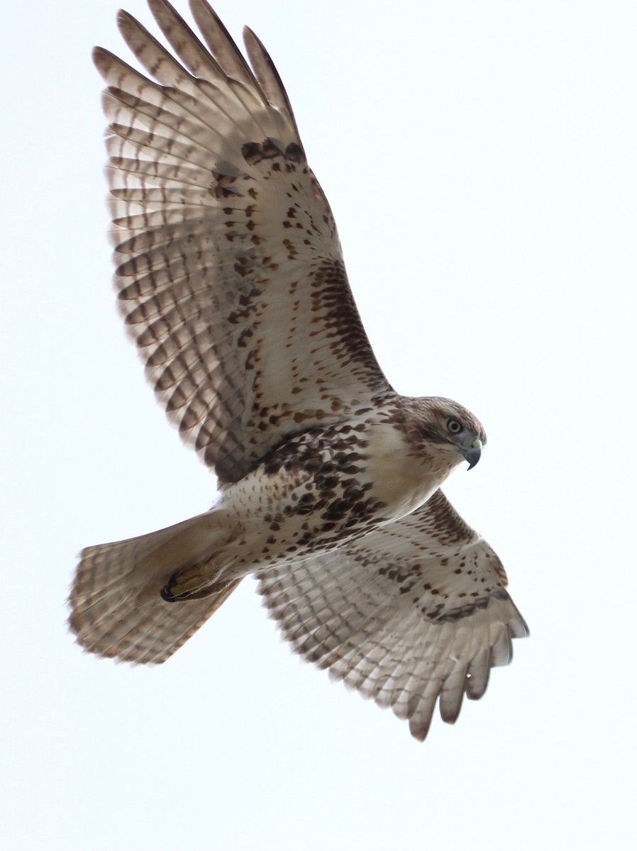 Red-tailed Hawk - ML187126881