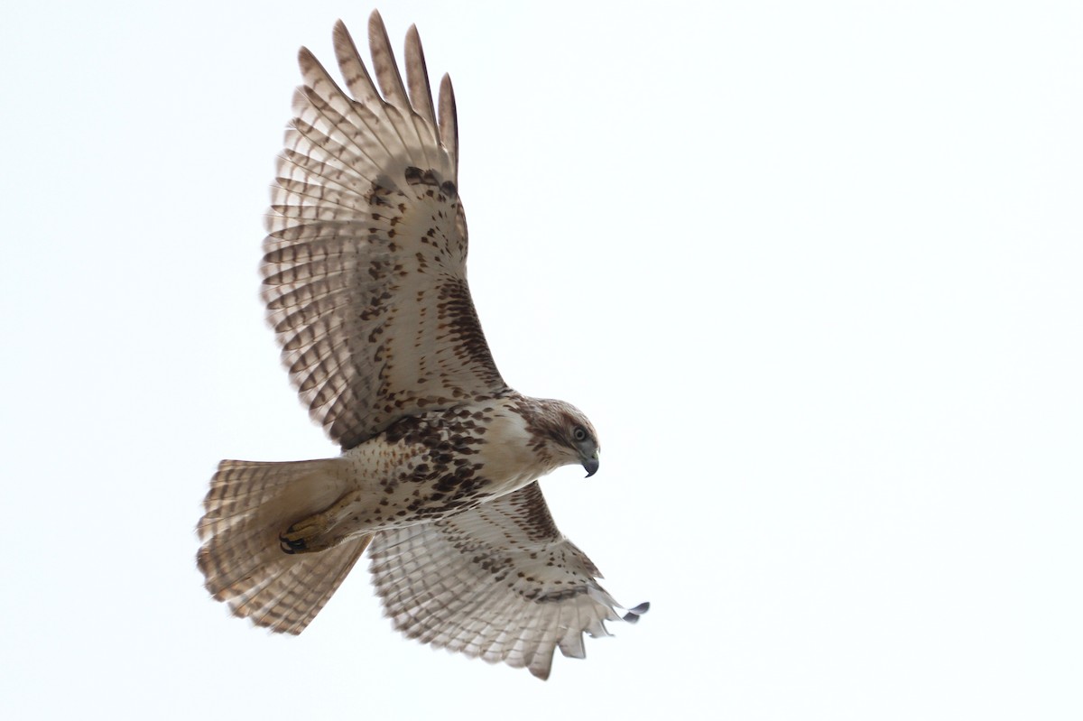 Red-tailed Hawk - Will Sweet