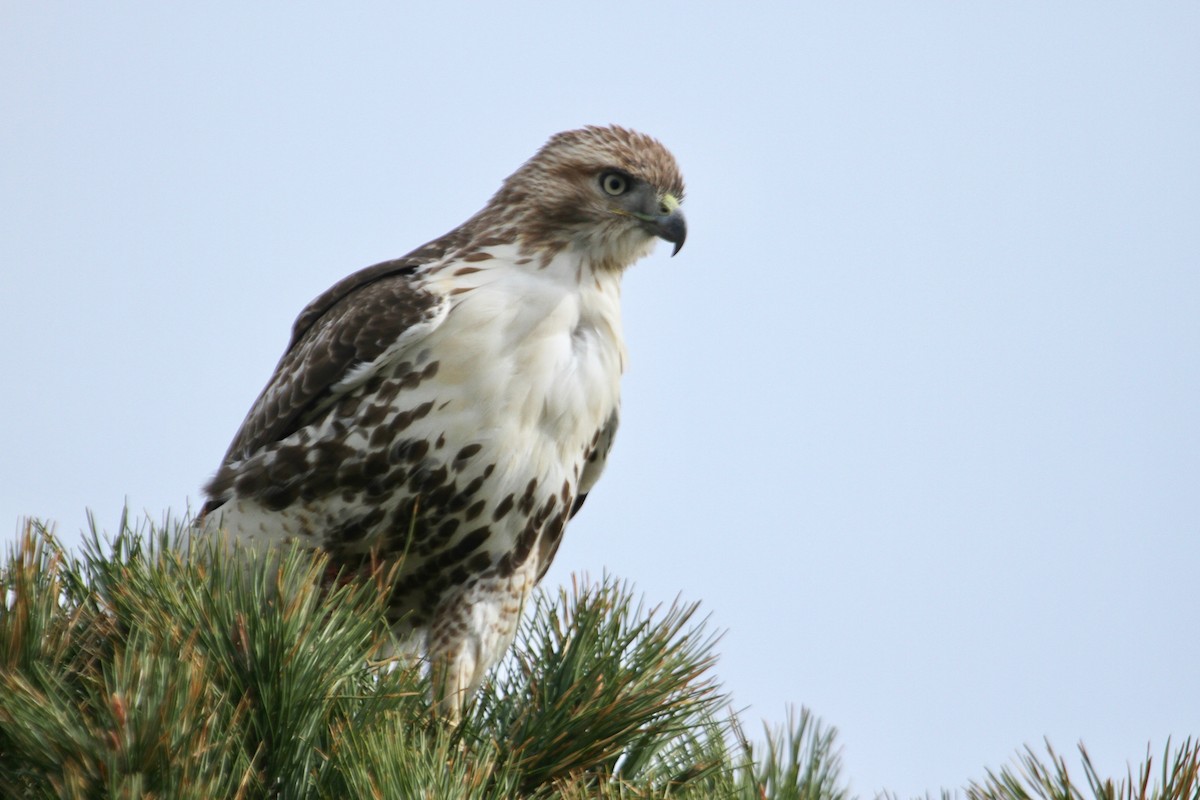 Red-tailed Hawk - ML187126921