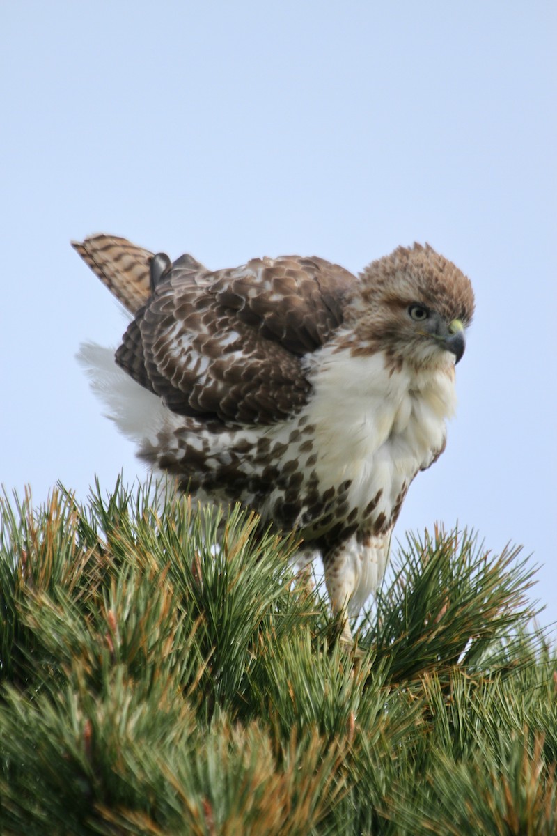 Red-tailed Hawk - ML187126941