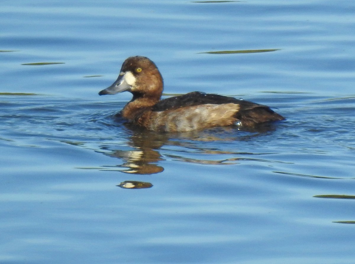 Greater Scaup - Patrick Wallace