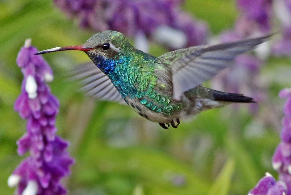 Broad-billed Hummingbird - Don Roberson