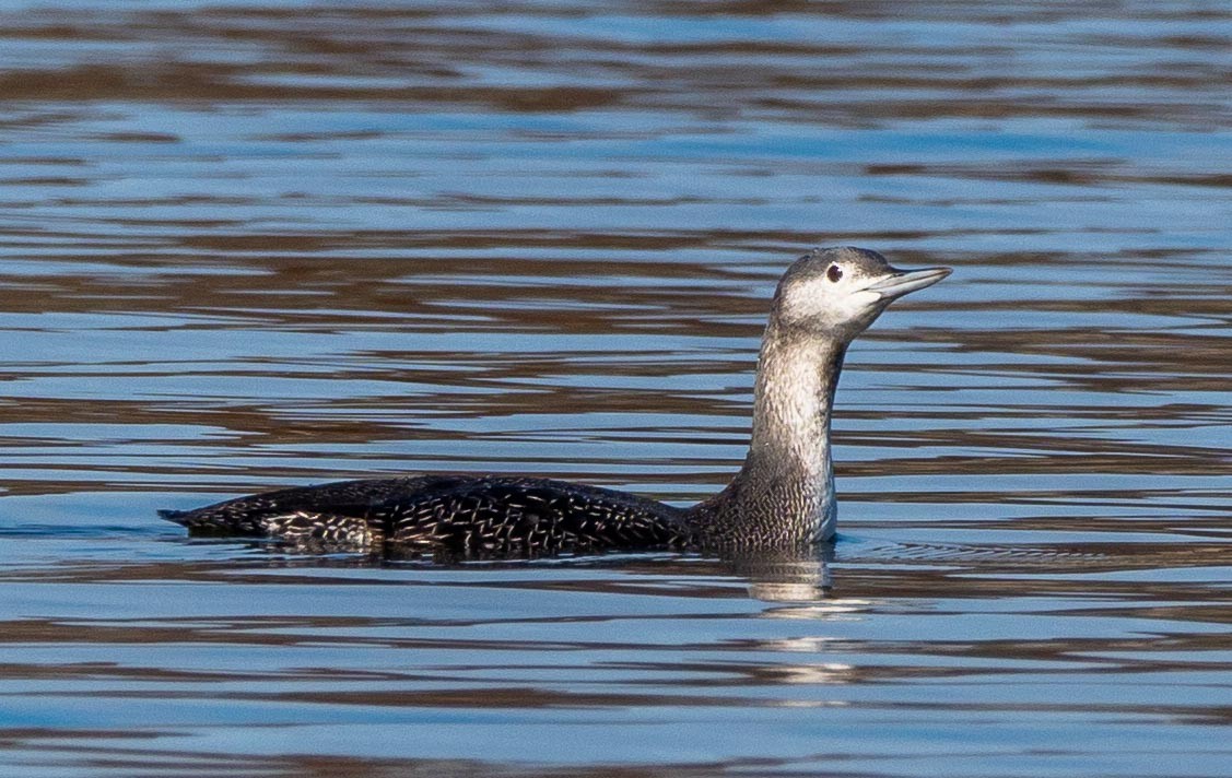 Red-throated Loon - Anthony Schmitt