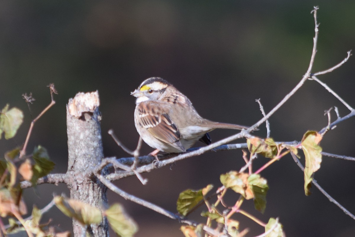 White-throated Sparrow - ML187131711