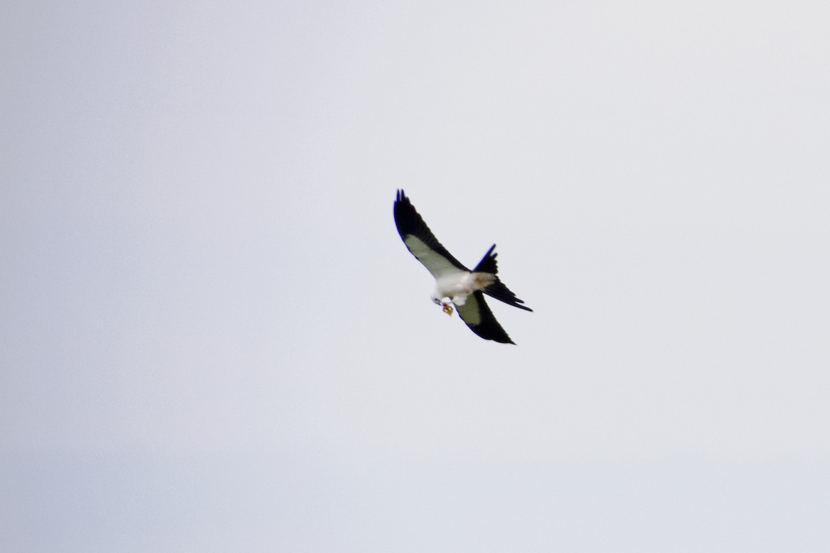 Swallow-tailed Kite - ML187134181