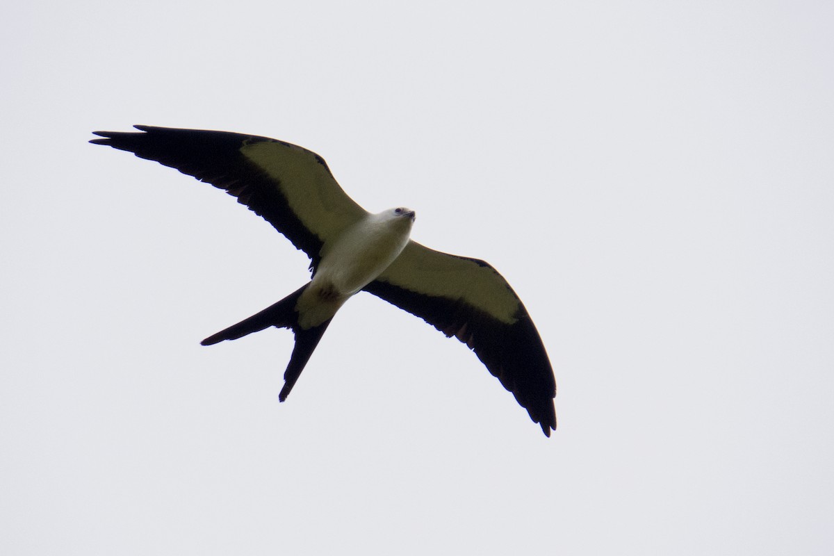 Swallow-tailed Kite - Trevor Zook