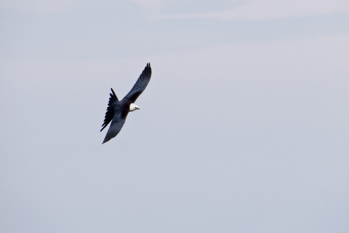 Swallow-tailed Kite - ML187134231