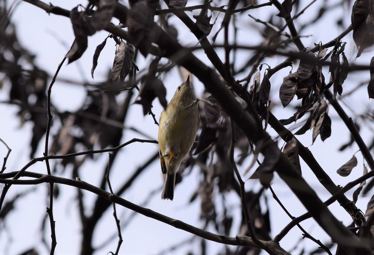 Ruby-crowned Kinglet - Anne Mytych