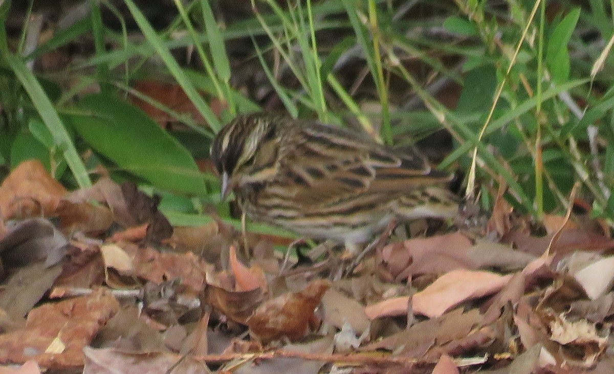 Savannah Sparrow - ML187138481