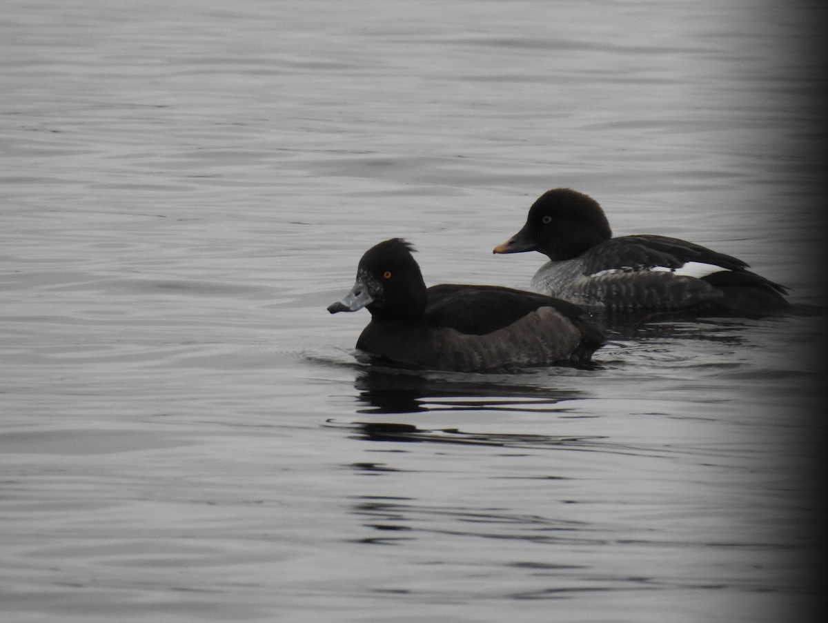 Tufted Duck - ML187141741