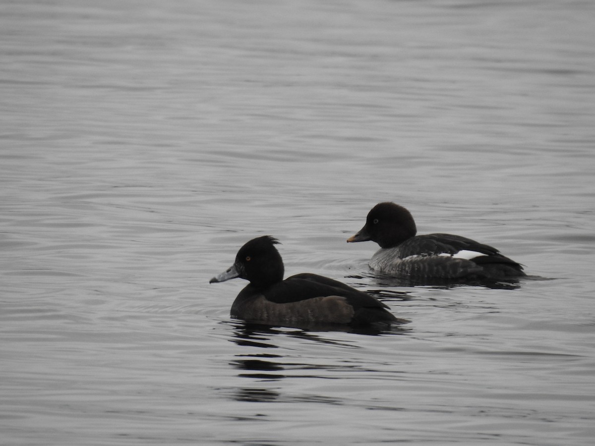 Tufted Duck - ML187142371