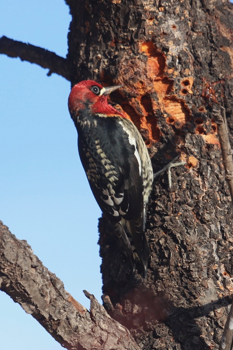 Red-breasted Sapsucker - ML187148381