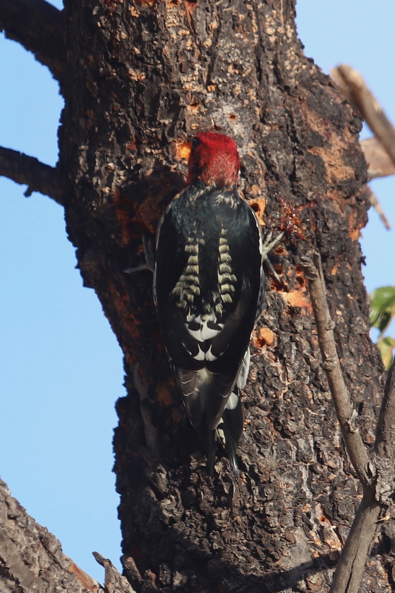 Red-breasted Sapsucker - ML187148401