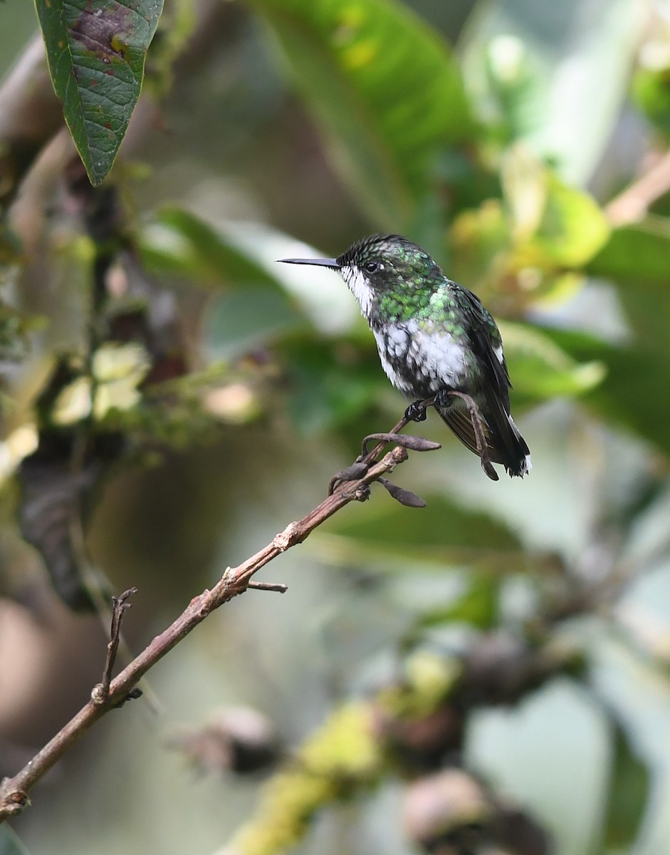 kolibřík trnoocasý - ML187152251
