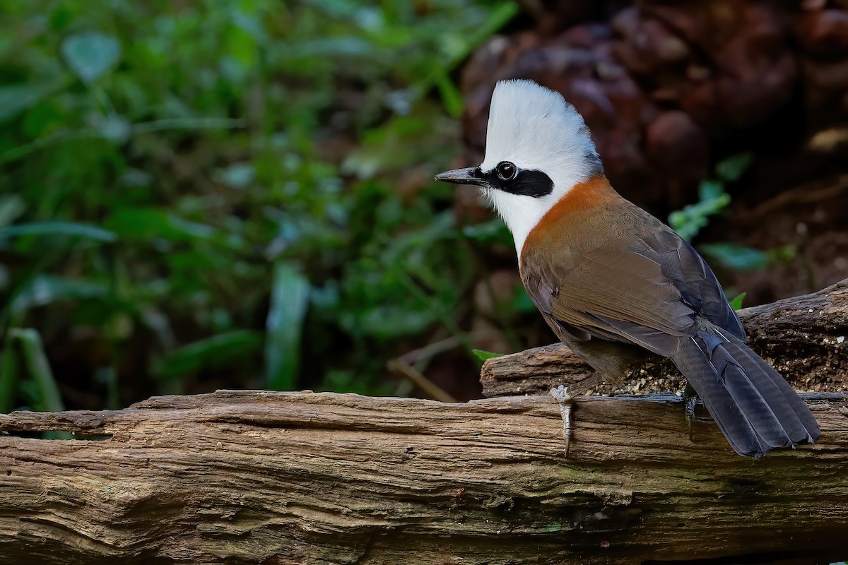 White-crested Laughingthrush - Vincent Wang