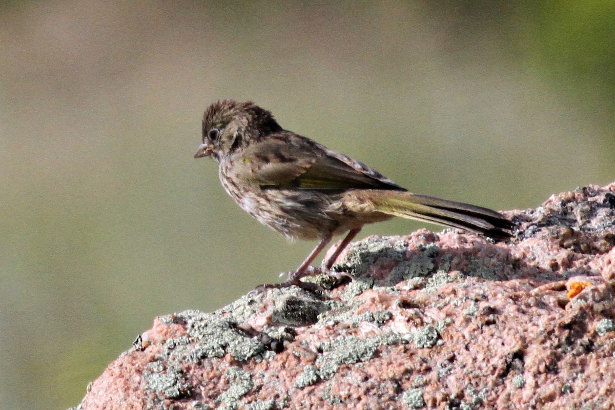 Green-tailed Towhee - Ginger Spinelli