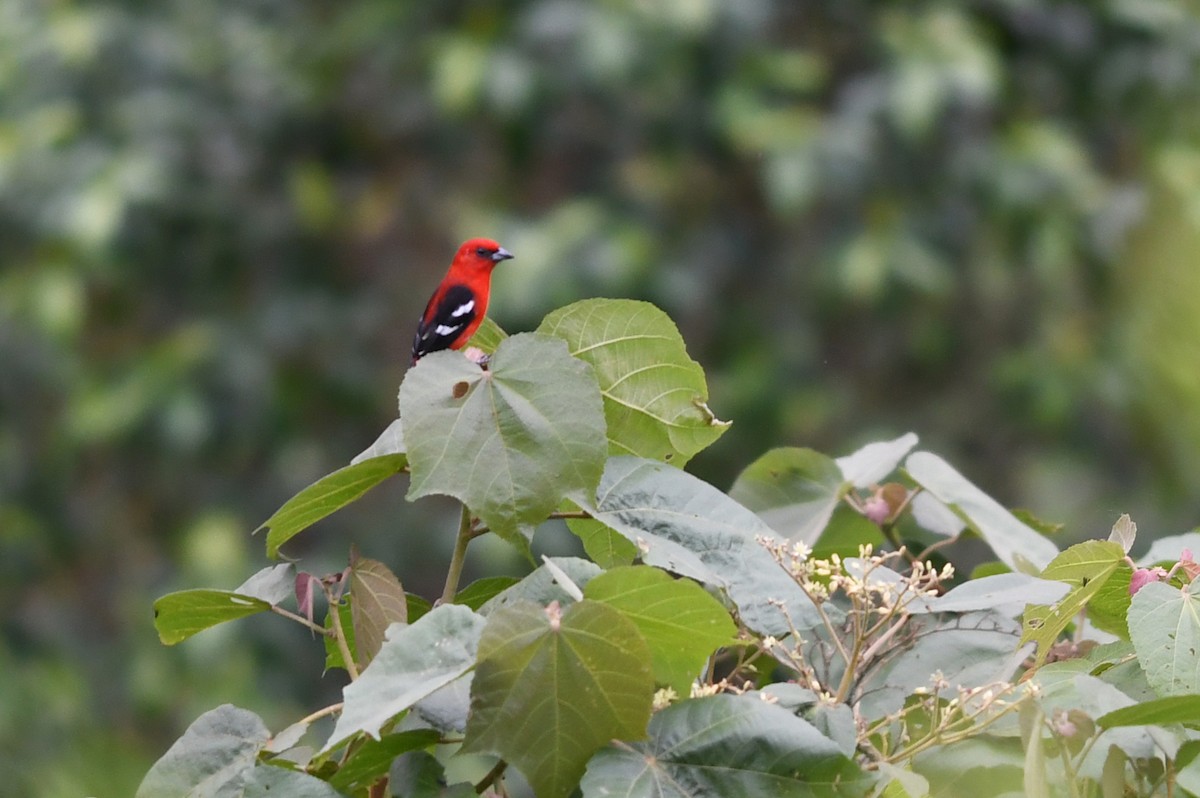 White-winged Tanager - ML187154411