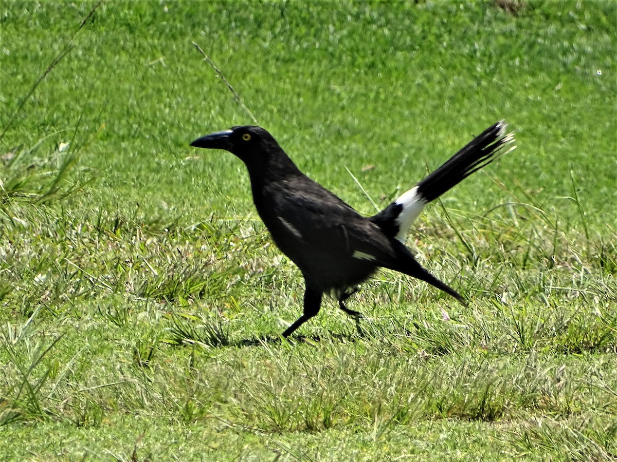 Pied Currawong - ML187154581