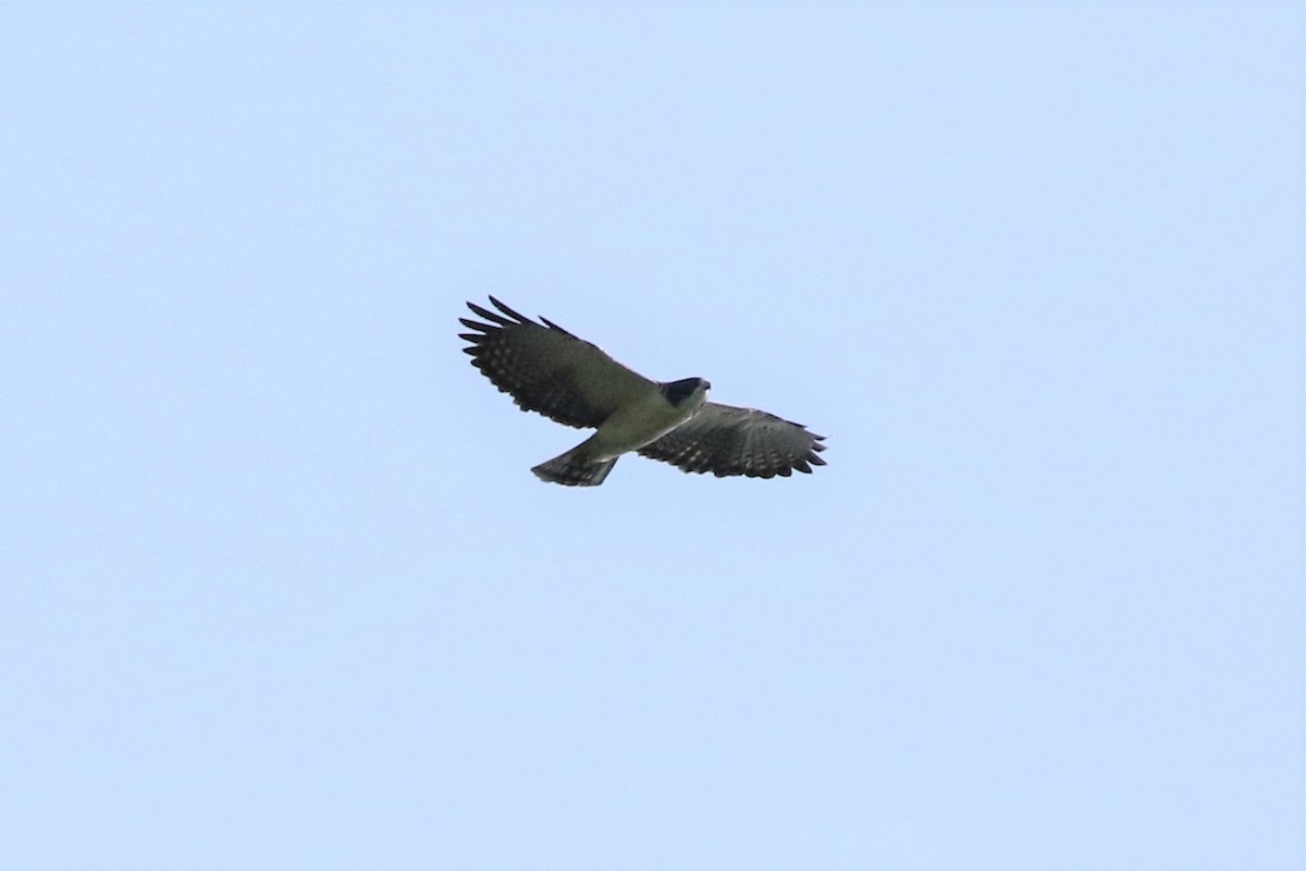 Short-tailed Hawk - Bob Friedrichs