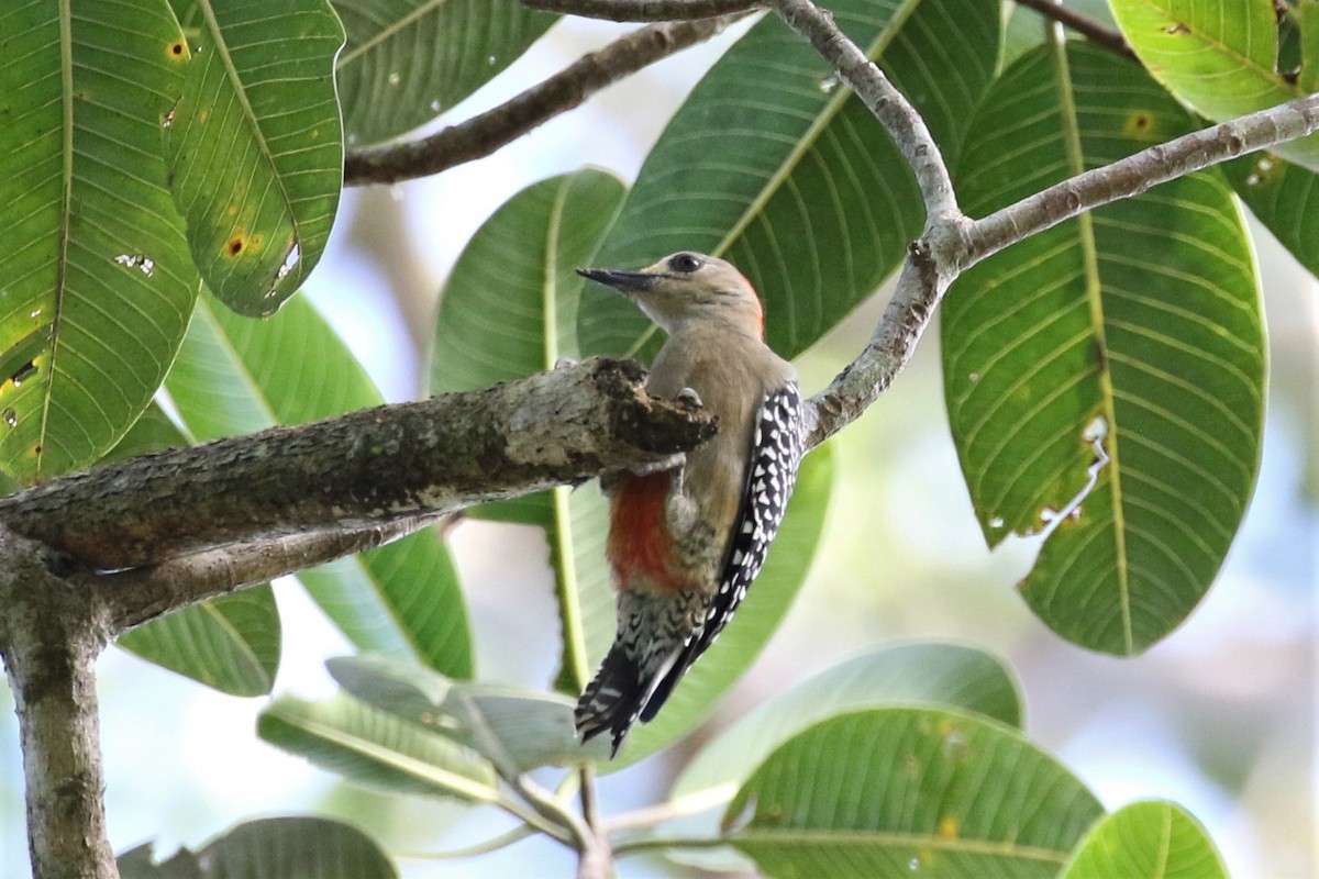 Red-crowned Woodpecker - Bob Friedrichs