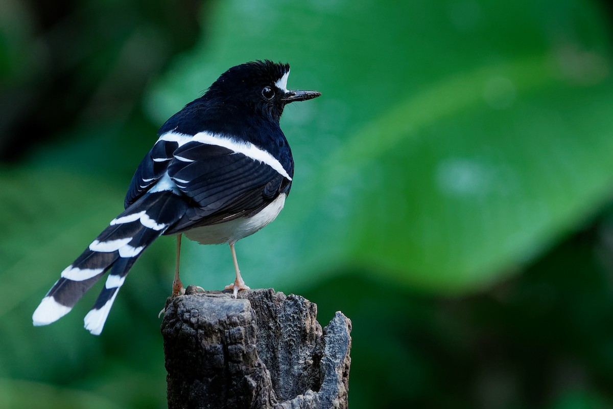 White-crowned Forktail - ML187160511