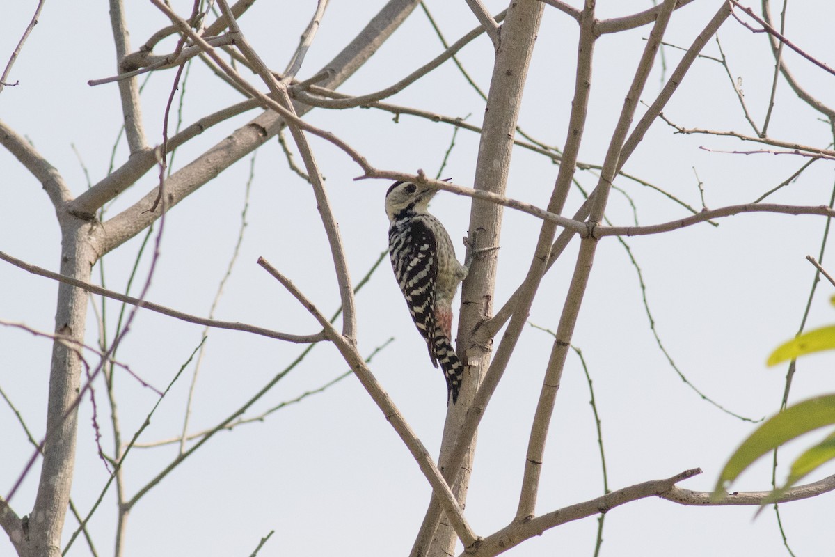 Freckle-breasted Woodpecker - Sutanan Pinmaneenopparat